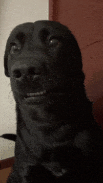 The Holiday Nightmare: When A Troubled Dog Crashes Family Gatherings – Mixed Breeds | , Nightmare: