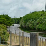 Comparing Okinawan Memory Beans to Other Bean Varieties