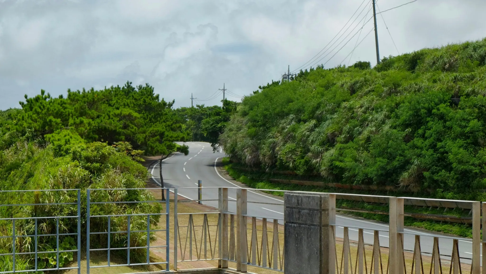 Comparing Okinawan Memory Beans to Other Bean Varieties