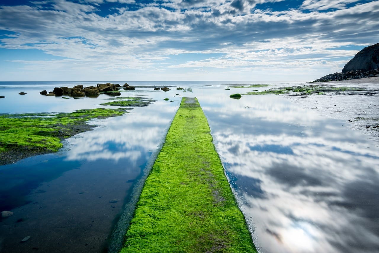 Exploring Okinawan Diet: The Role Of Seaweed