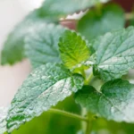 How Lemon Balm Can Backup You Achieve Your Weight Loss Objectives