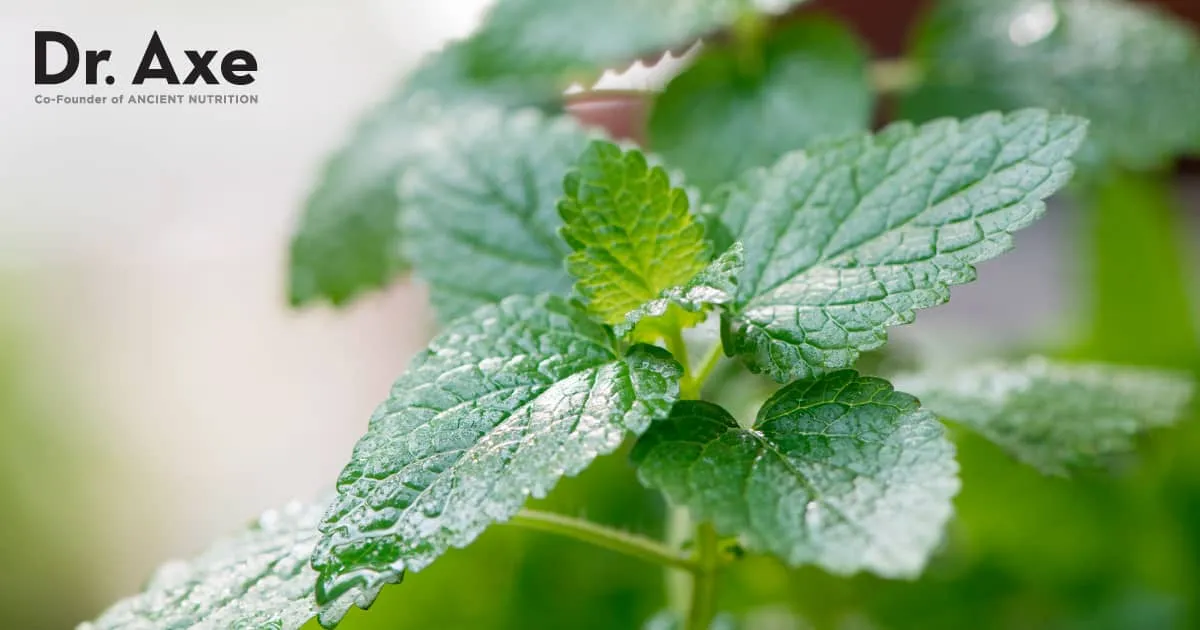 How Lemon Balm Can Backup You Achieve Your Weight Loss Objectives