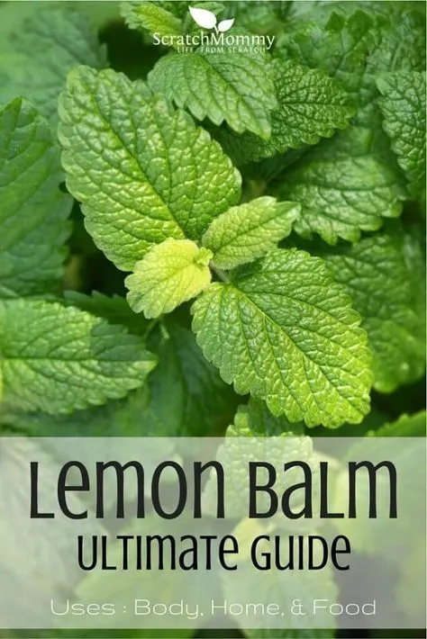 Lemon Balm: The Herb That May just Develop into Your Waistline