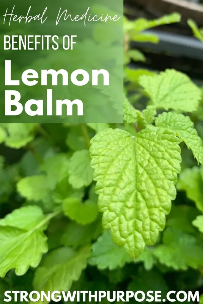 Lemon Balm: The Herbal Resolution for Dropping Weight