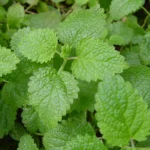 Lemon Balm: The Mysterious Factor for Dropping Kilos