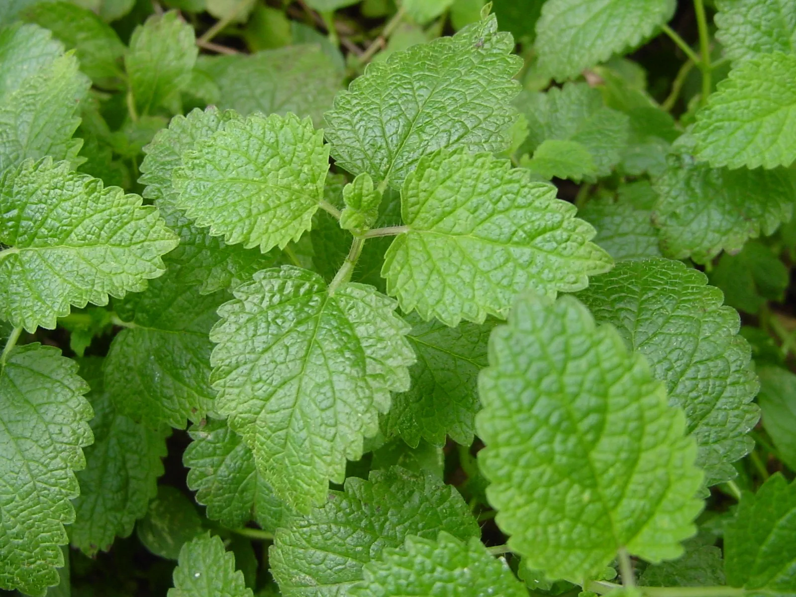 Lemon Balm: The Mysterious Factor for Dropping Kilos