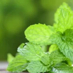 The Sudden Hyperlink Between Lemon Balm and Weight Loss
