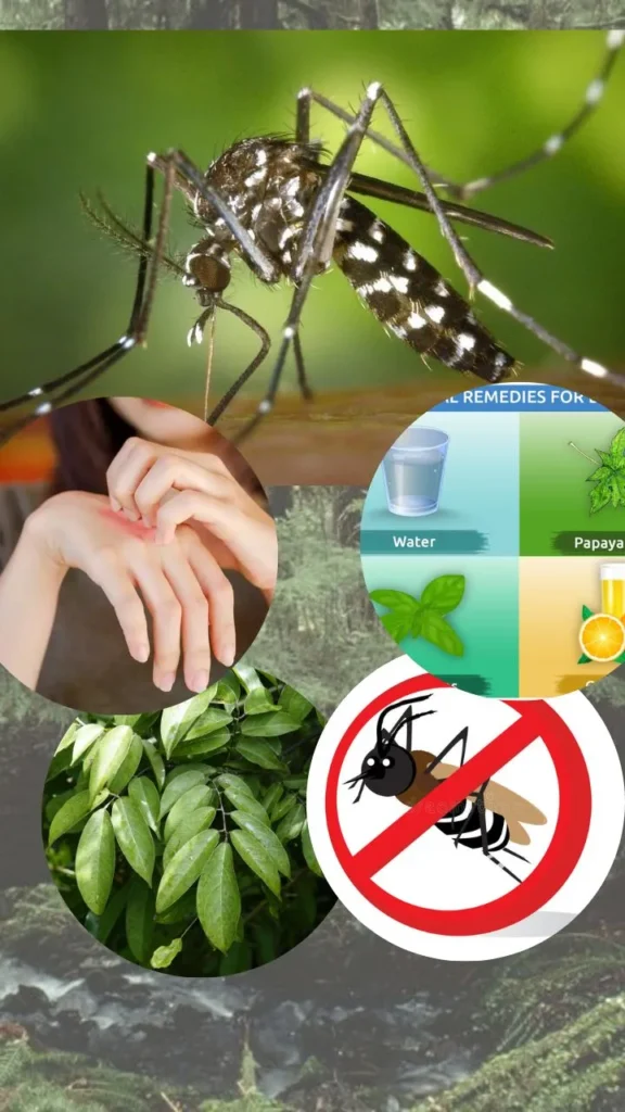 Tips on how to Give protection to Your self from Dengue Fever