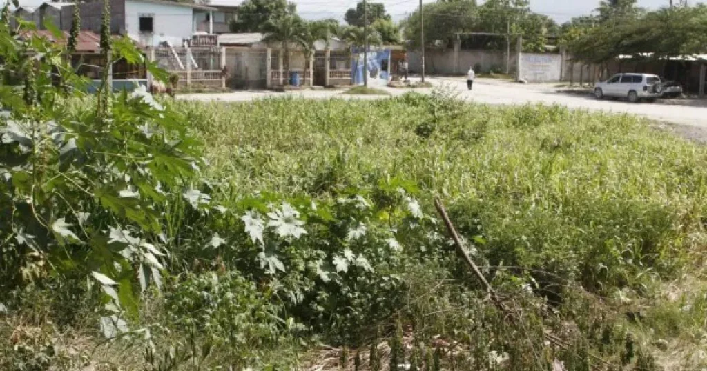 Touring to Dengue-Vulnerable Farmlands: What You Will have to Know – Dengue fever | , dengue-vulnerable Touring to Dengue-Vulnerable Farmlands: What You Will have to Know – Dengue fever | , dengue-vulnerable