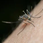 Why Dengue Fever is a Rising Worry