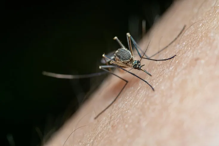 Why Dengue Fever is a Rising Worry
