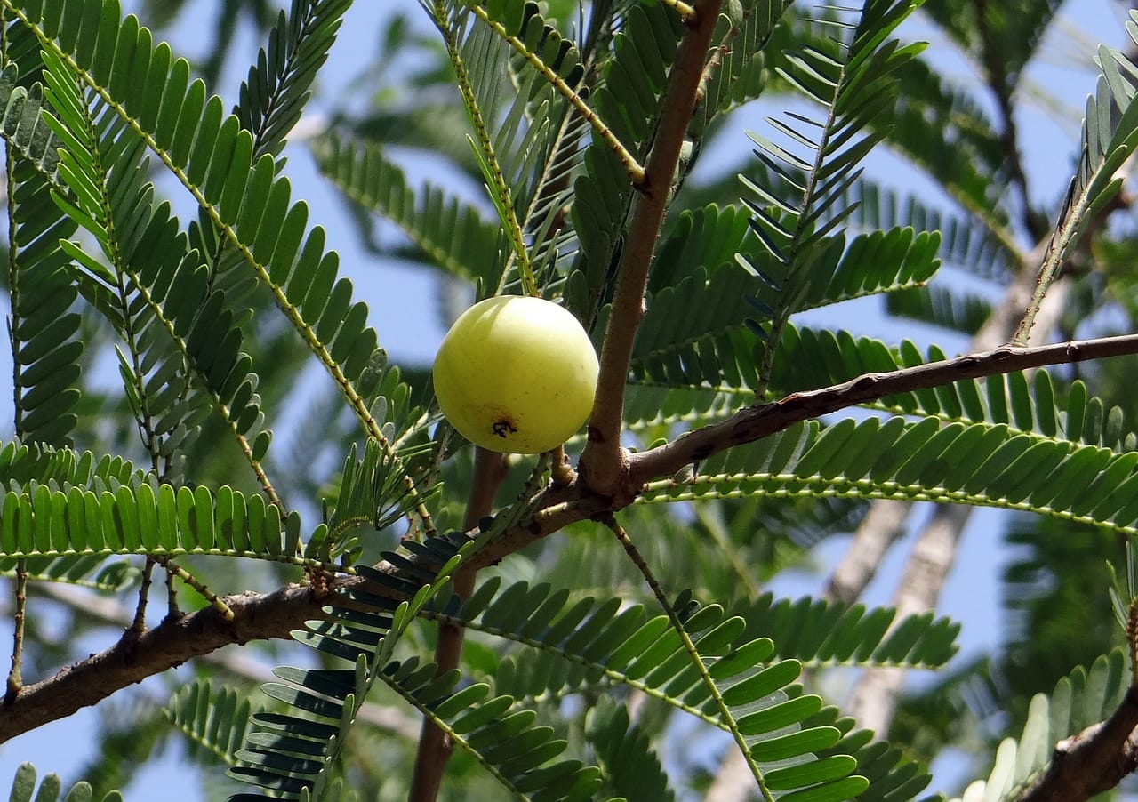 Exploring the Role of Amla in Digestive Health within Mitolyn