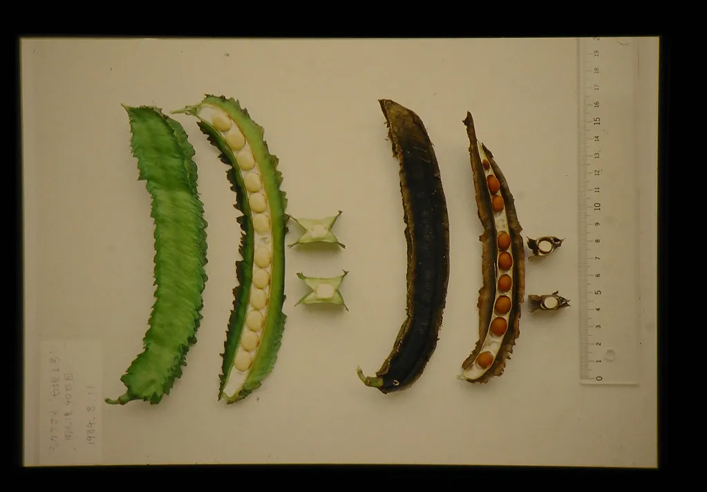 The Art of Bean Cultivation in Japan: A Closer Look at Traditional Farming Practices The Art of Bean Cultivation in Japan: A Closer Look at Traditional Farming Practices