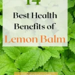 Why Lemon Balm Should Be Your Go-To for Weight Loss