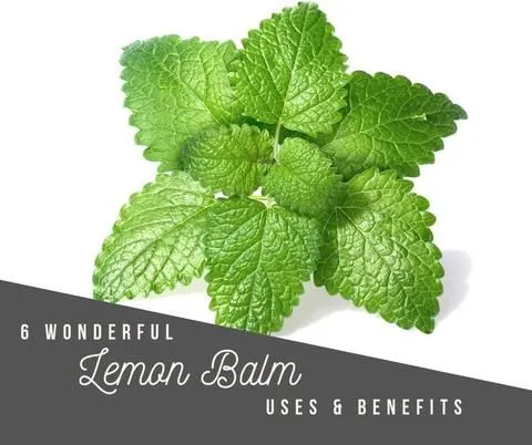 Discover the Weight Loss Benefits of Lemon Balm: A Natural Solution