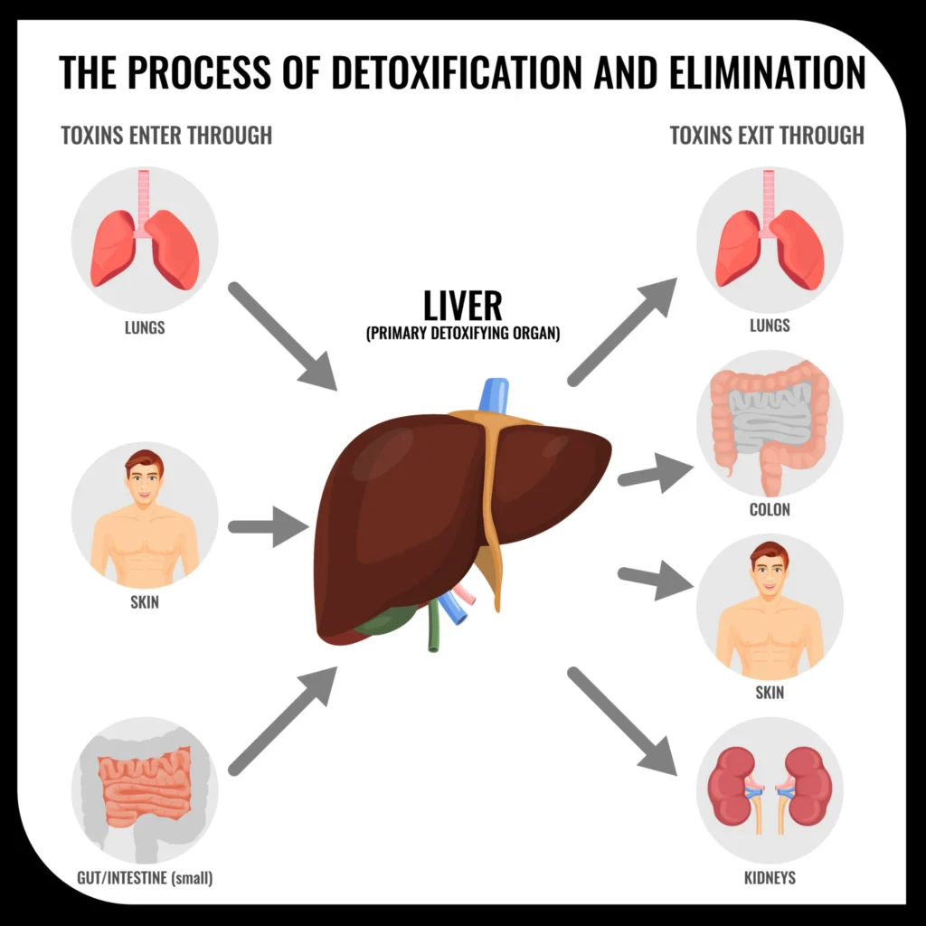 The Ultimate Guide to Liver Detox: How to Cleanse Your System Naturally