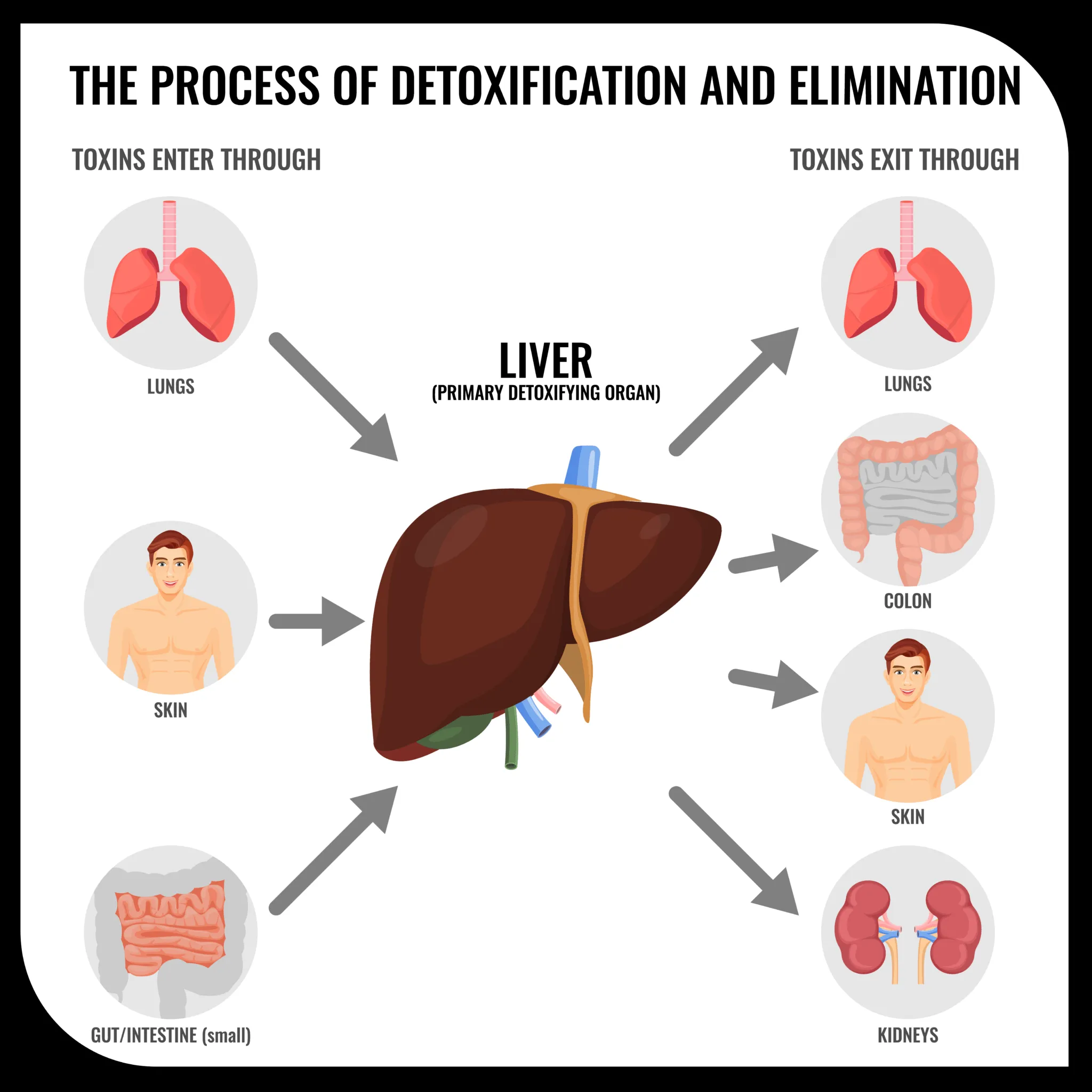 Unlock the Benefits of Liver Detox: Enhance Your Health and Wellbeing