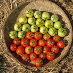 Exploring the Costs to Set Up an Aquaponics System