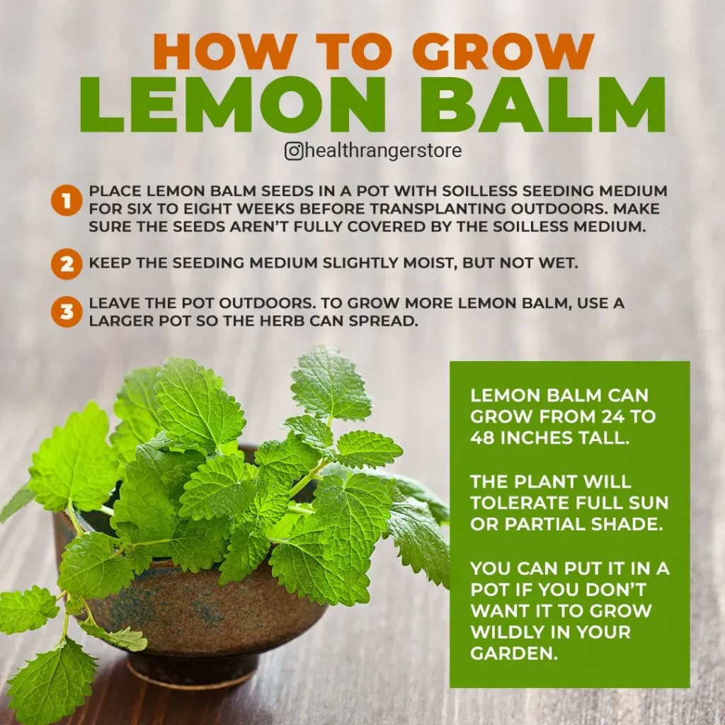 How Lemon Balm Can Help You Shed Pounds and Boost Your Health How Lemon Balm Can Help You Shed Pounds and Boost Your Health
