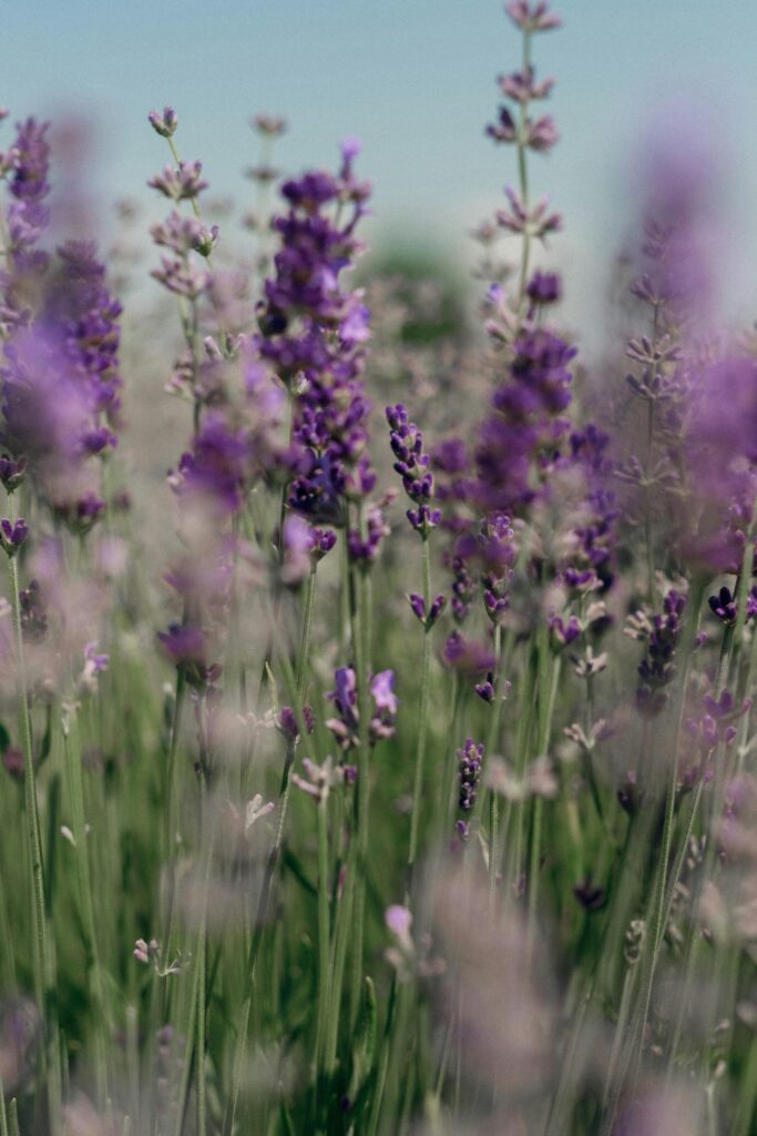 Maximizing Profits: How Much Can Aquaponics Farmers Earn? Maximizing Profits: How Much Can Aquaponics Farmers Earn?