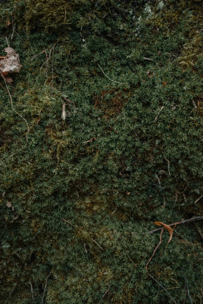 Curcumin: Nature’s Anti-Inflammatory Wonder Curcumin: Nature’s Anti-Inflammatory Wonder