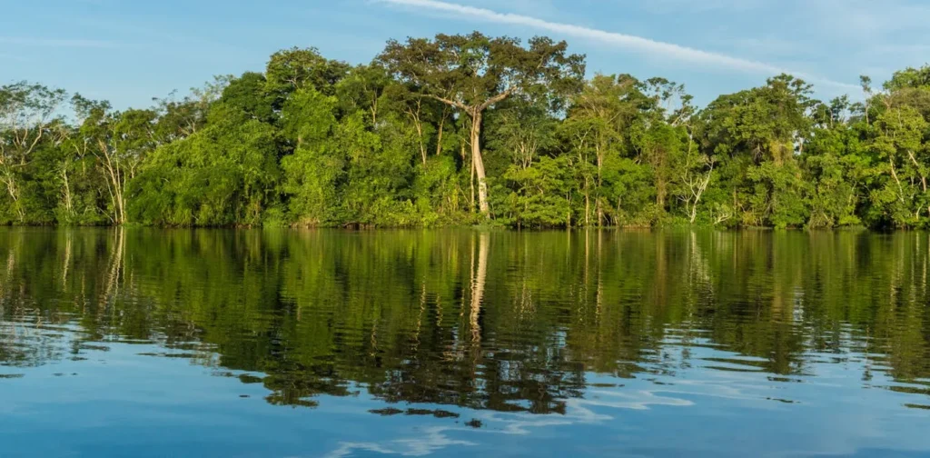 Governors are  the combat in opposition to situation exchange and deforestation around the globe, filling a void left by way of presidents