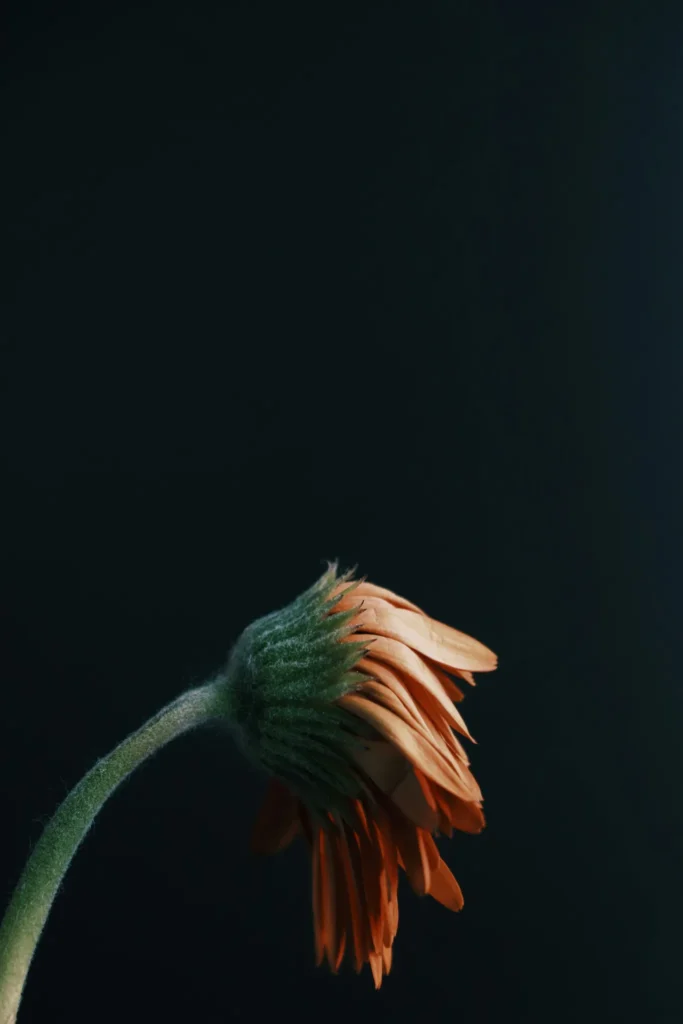 Turmeric Tea: The Secret to a Strong Immune System and Better Digestion Turmeric Tea: The Secret to a Strong Immune System and Better Digestion