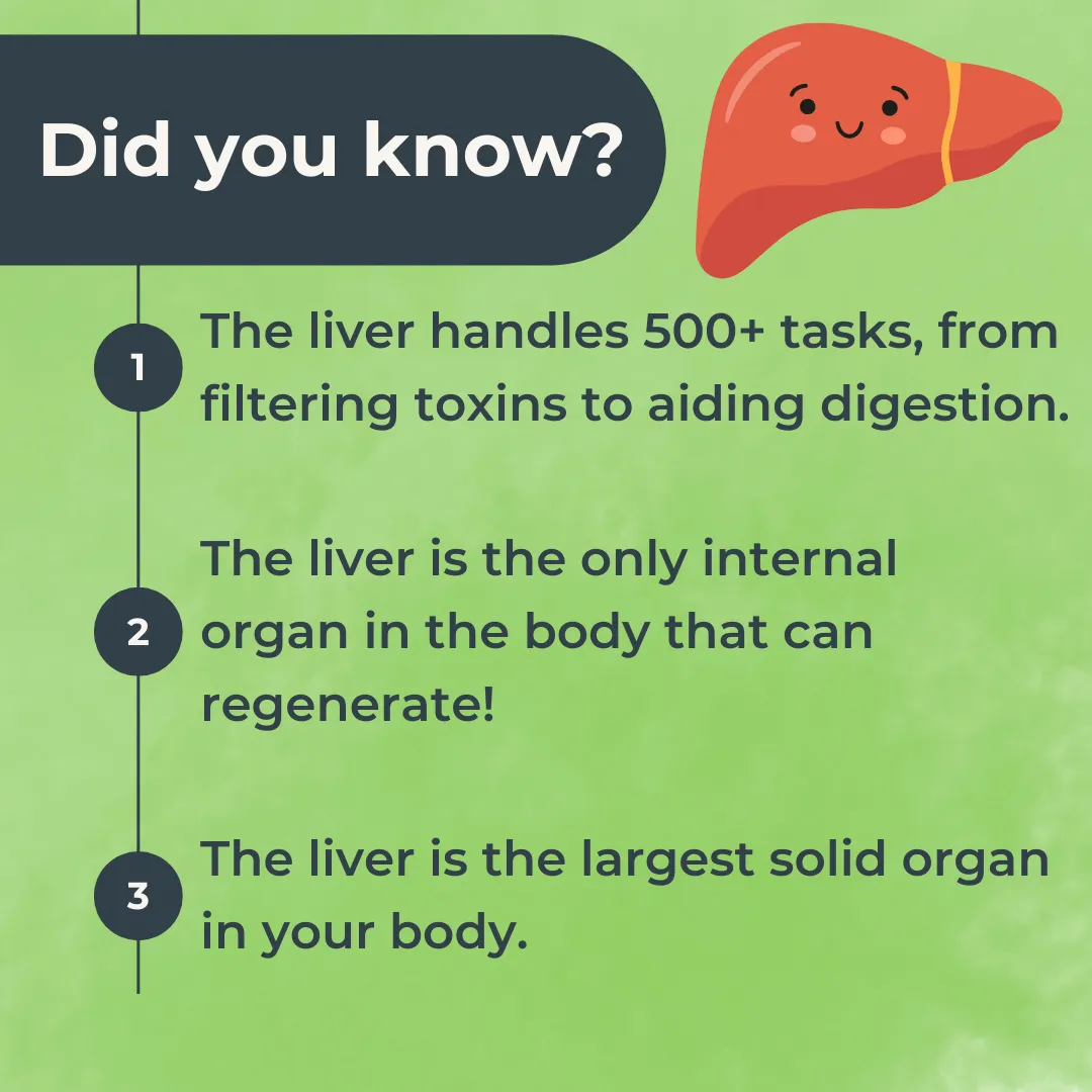 Boost Your Liver’s Function with These Easy Tips