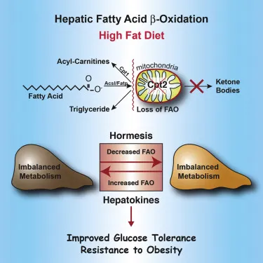 The Link Between Fat Oxidation and Liver Health: Understanding the Connection