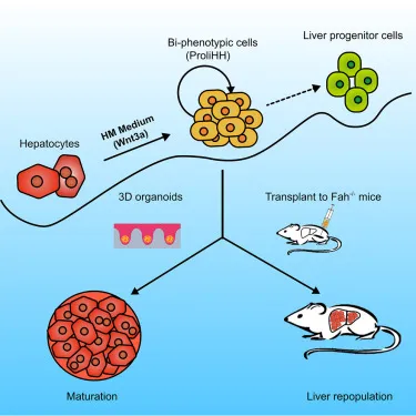 The Secret to Improving Liver Efficiency Revealed