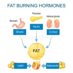 Unlocking the Secrets of Fat Metabolism: How to Enhance Your Body’s Natural Fat-Burning Abilities