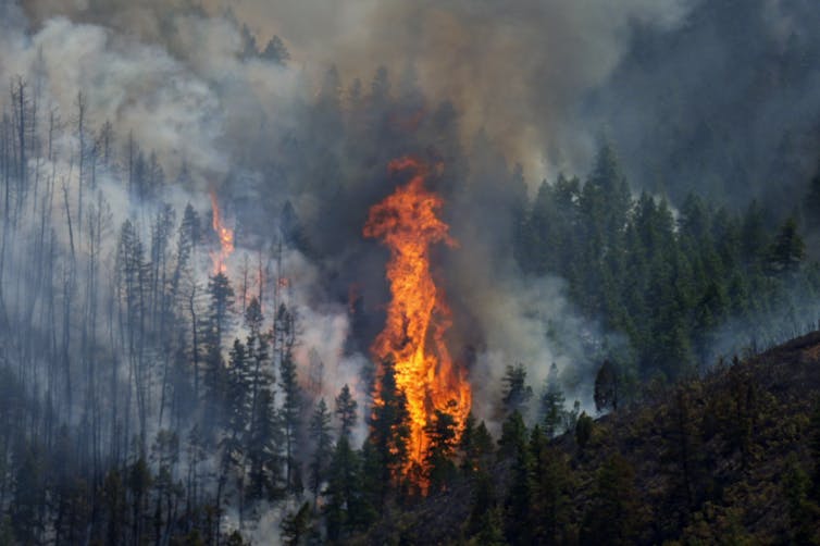 Wildfire screw ups are increasingly more within the information, but much less land is burning globally – right here’s why Wildfire screw ups are increasingly more within the information, but much less land is burning globally – right here’s why