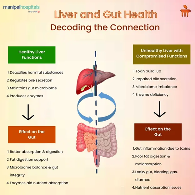 The Link Between Liver Enzymes and Overall Health