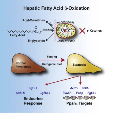 The Role of Fat Oxidation in Maintaining a Healthy Liver