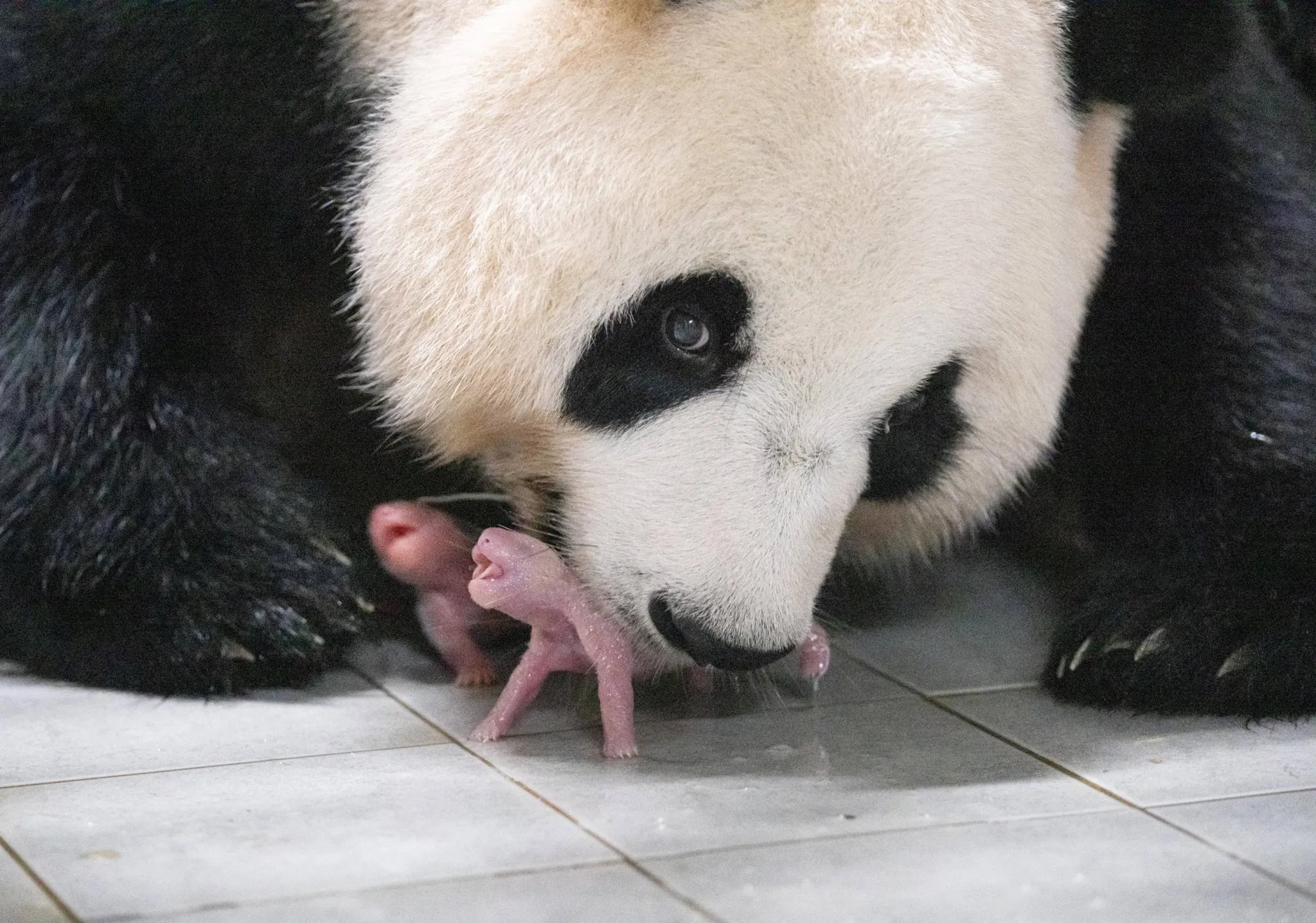 What Each and every Mother or father Must Know About PANDAS Syndrome