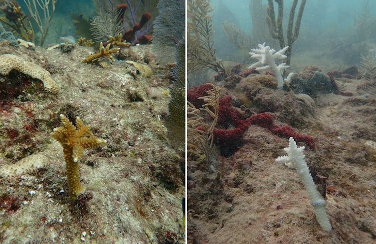 2 iconic coral species at the moment are functionally extinct off Florida, learn about reveals – we witnessed the reef’s bleaching and shatter 2 iconic coral species at the moment are functionally extinct off Florida, learn about reveals – we witnessed the reef’s bleaching and shatter