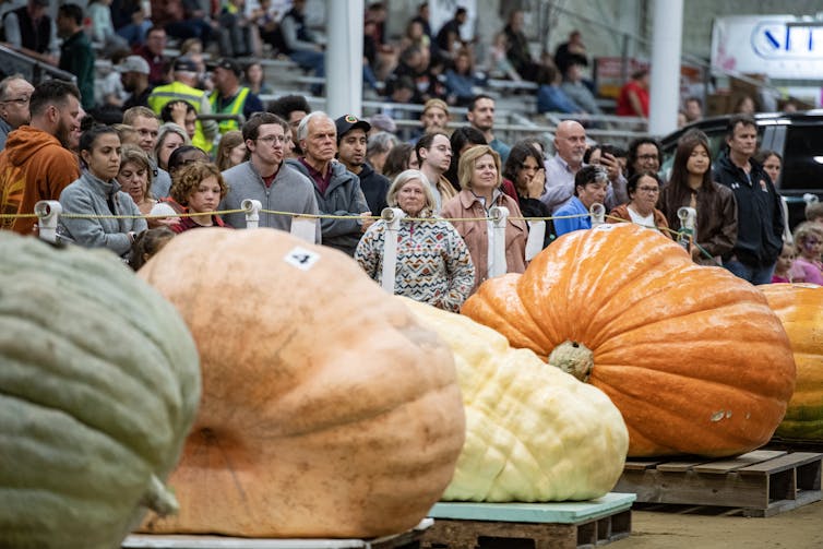 Pumpkins’ move from historical meals staple to highly spiced fall obsession spans 1000’s of years