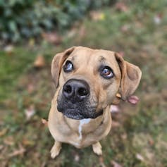 Thousands of genomes reveal the wild wolf genes in most dogs’ DNA