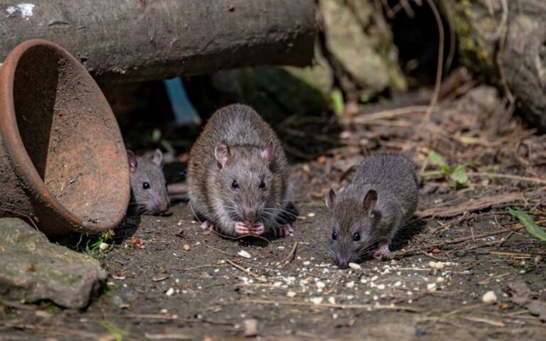 One town tries to let go its rodents : NPR