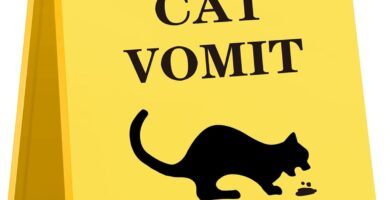 Funny Cat Vomit Caution Sign, Humorous Desk Sign for Cat Lovers, Perfect Cat Mom or Cat Dad Christmas Gag Gifts for Pet Owners, Best Friends, Cat Enthusiasts, Cat Themed Home Office Decor