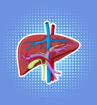 5 Metabolism-Boosting Habits to Improve Liver Health
