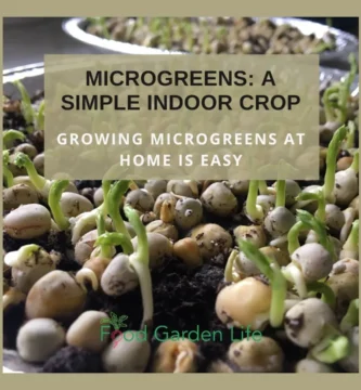 How to Grow Microgreens at Home (the Easy Way)