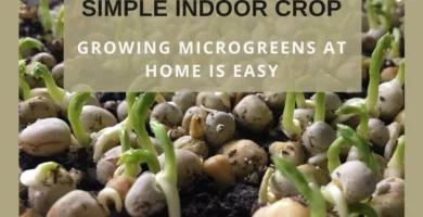 How to Grow Microgreens at Home (the Easy Way)