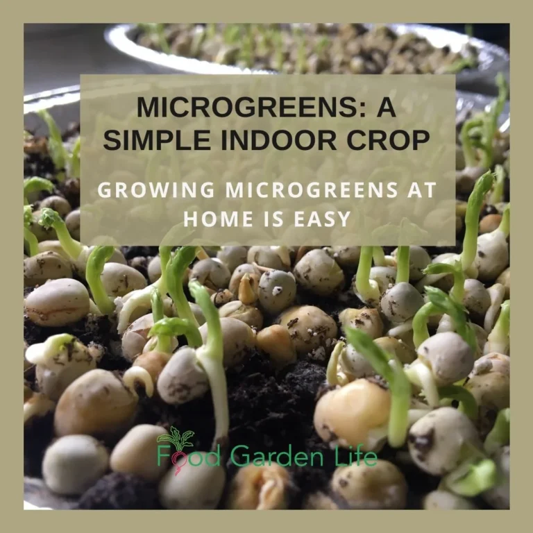 How to Grow Microgreens at Home (the Easy Way)