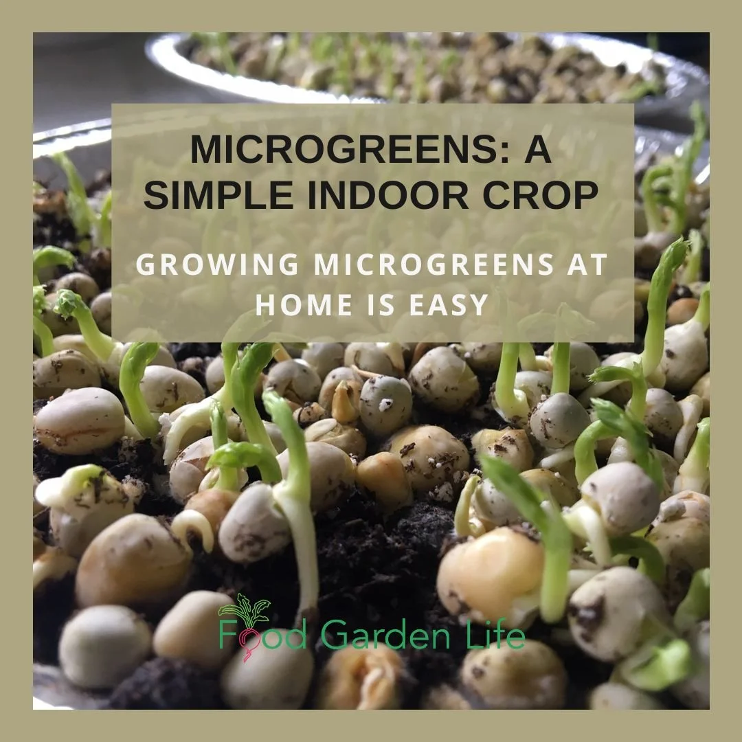How to Grow Microgreens at Home (the Easy Way)