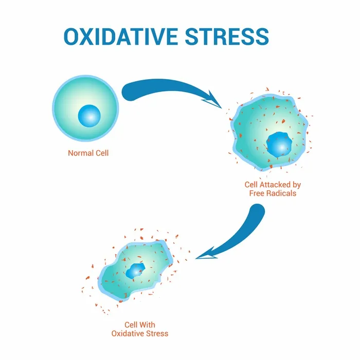 The Impact of Oxidative Stress on Liver Health: What You Need to Know The Impact of Oxidative Stress on Liver Health: What You Need to Know