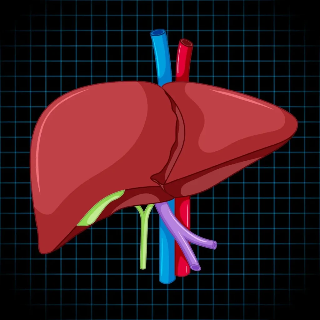 The Surprising Link Between Liver Health and Weight Loss