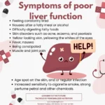 Unlocking the Secrets of How the Liver Processes Fat