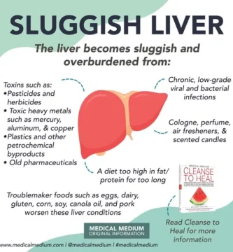 How Liver Health Impacts Your Waistline: Can a Sluggish Liver Lead to Weight Gain?