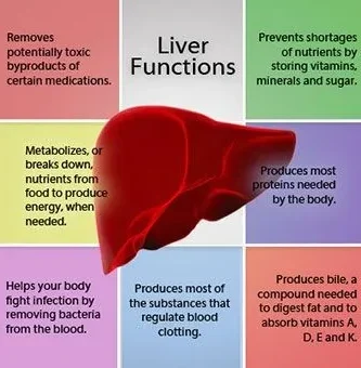 The Liver’s Crucial Function in Storing Fat: What You Need to Know